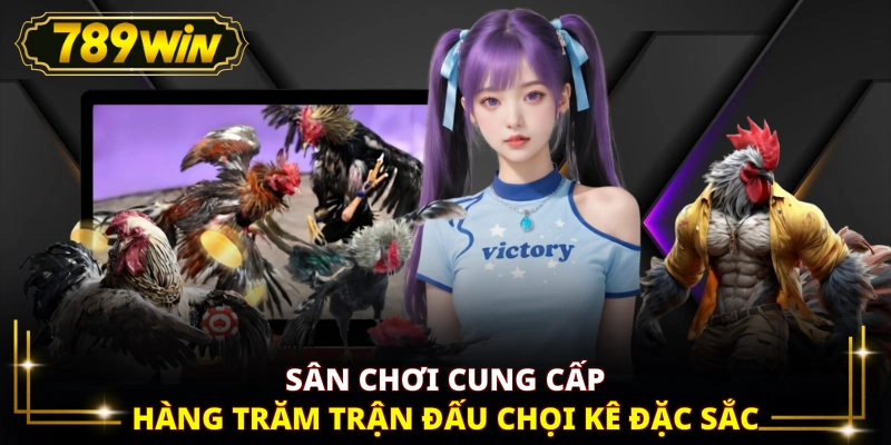 Sân chơi cung cấp hàng trăm trận đấu chọi kê đặc sắc