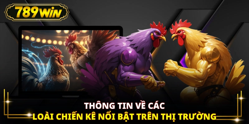 Thông tin về các loài chiến kê nổi bật trên thị trường
