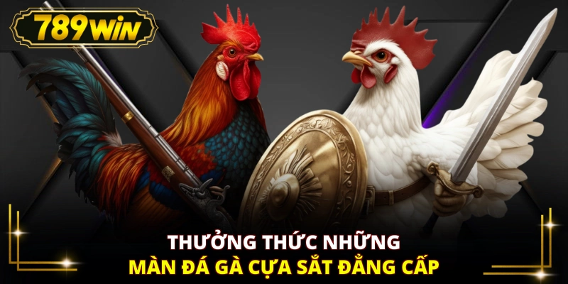 Thưởng thức những màn đá gà cựa sắt đẳng cấp